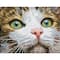 Diamond Dotz® Green Eyed Beauty Diamond Painting Artwork Kit